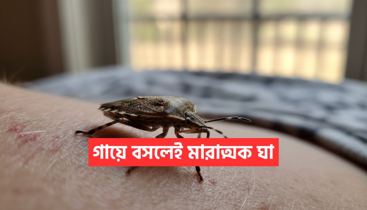 Marmorated Stink Bug